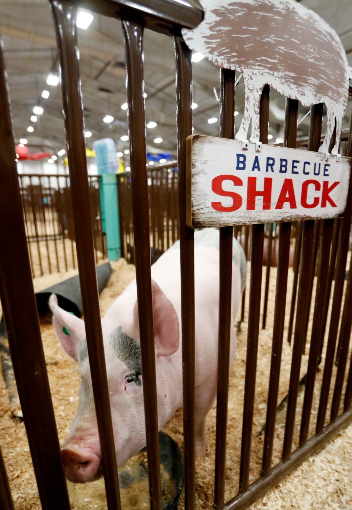 "Pumkin," a pig owned by Gavin Bohanan